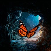 Butterfly Rush (1.1)