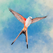 Wingspan (Крылья) (1.1.101)