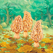 Morels (1.10.02)
