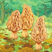 Morels (1.2)