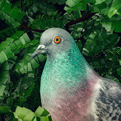 Pigeon: A Love Story (0.5)